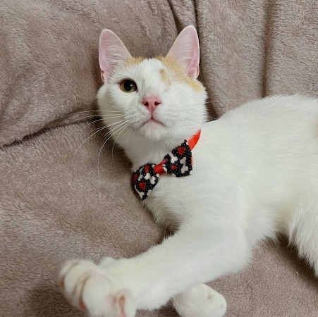 Особенный ласковый котик Митя ищет дом, Белый, Выхино, Кот в добрые руки