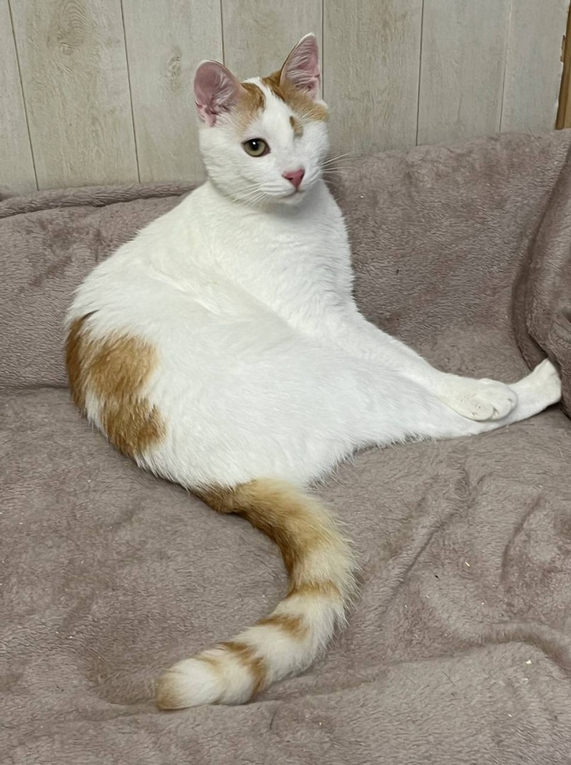 Особенный ласковый котик Митя ищет дом, Белый, Выхино, Кот в добрые руки