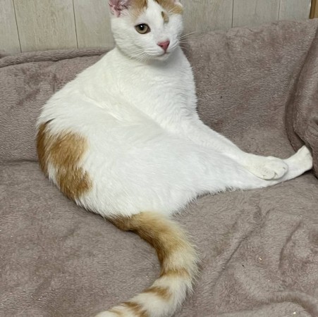 Особенный ласковый котик Митя ищет дом, Белый, Выхино, Кот в добрые руки