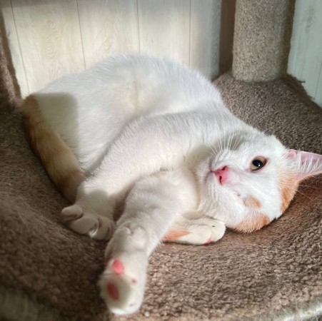 Особенный ласковый котик Митя ищет дом, Белый, Выхино, Кот в добрые руки