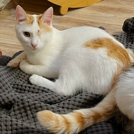 Особенный ласковый котик Митя ищет дом, Белый, Выхино, Кот в добрые руки
