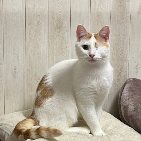 Особенный ласковый котик Митя ищет дом, Белый, Выхино, Кот в добрые руки