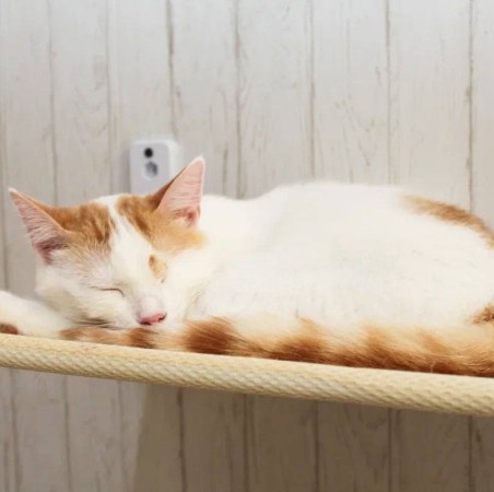 Особенный ласковый котик Митя ищет дом, Белый, Выхино, Кот в добрые руки