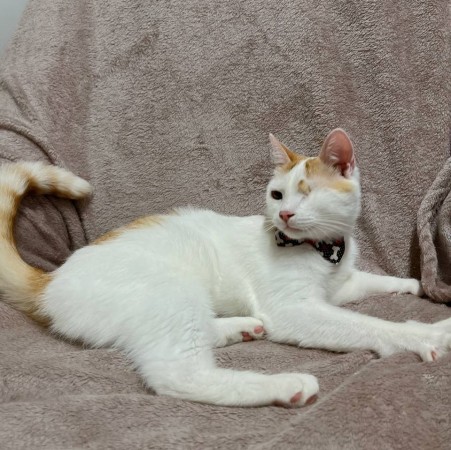 Особенный ласковый котик Митя ищет дом, Белый, Выхино, Кот в добрые руки