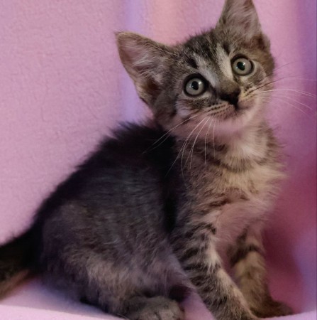 Котенок Маруська, котенок 2 месяца