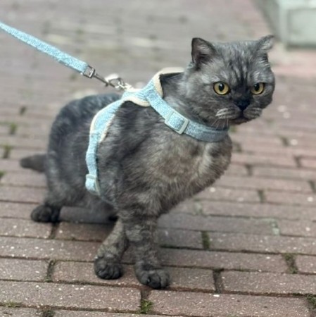 Молодая шотландская кошечка Груня ищет дом.В дар!, Серый, Подольск, Кошка в хорошие руки