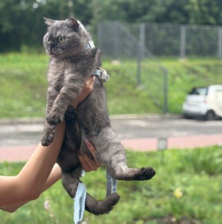 Молодая шотландская кошечка Груня ищет дом.В дар!, Серый, Подольск, Кошка в хорошие руки