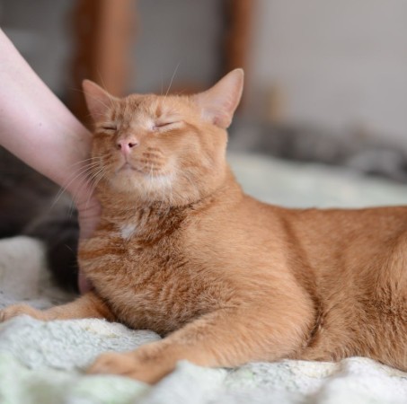 Замечательный котик Леон ищет дом и любящего хозяина., Рыжий, Подольск, Кот в добрые руки