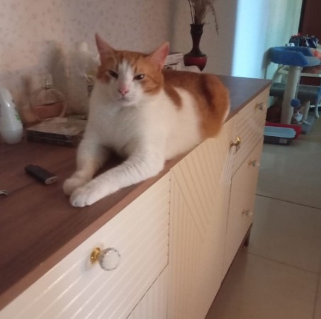 Очароварельный рыжик Степка ищет дом. В дар! , Рыжий с белым, Котельники, Кот в добрые руки