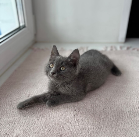 Котенок Серафима в добрые руки. В дар!, котенок 2 месяца