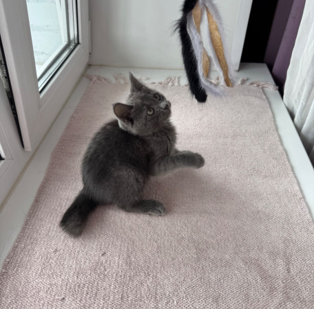 Котенок Серафима в добрые руки. В дар!, котенок 2 месяца