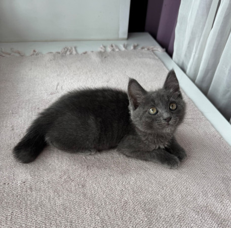 Котенок Серафима в добрые руки. В дар!, котенок 2 месяца