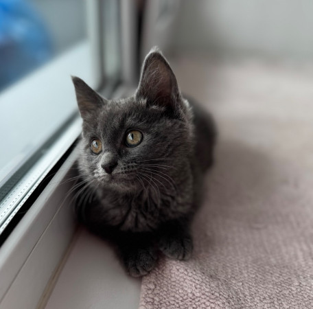 Котенок Серафима в добрые руки. В дар!, котенок 2 месяца