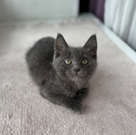 Котенок Серафима в добрые руки. В дар!, котенок 2 месяца