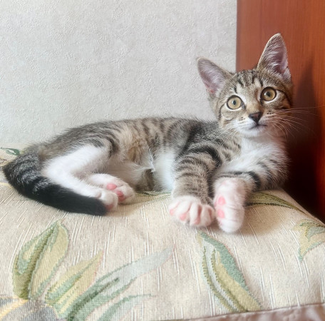 Мальвинка ищет родителей. В дар! , котенок 3 месяца