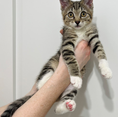 Мальвинка ищет родителей. В дар! , котенок 3 месяца
