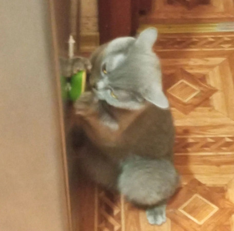 Британские кот и кошка ищут дом. В дар!, Дымчатый, Котельники, Кот в добрые руки