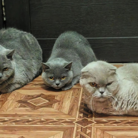 Британские кот и кошка ищут дом. В дар!, Дымчатый, Котельники, Кот в добрые руки