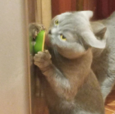 Британские кот и кошка ищут дом. В дар!, Дымчатый, Котельники, Кот в добрые руки