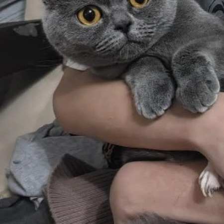 Британские кот и кошка ищут дом. В дар!, Дымчатый, Котельники, Кот в добрые руки