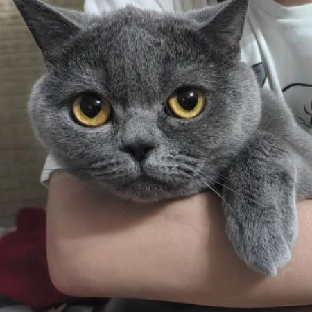 Британские кот и кошка ищут дом. В дар!, Дымчатый, Котельники, Кот в добрые руки