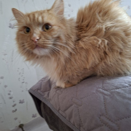 Рыжему котику очень нужен дом! В дар!, Рыжий, Котельники, Кот в добрые руки