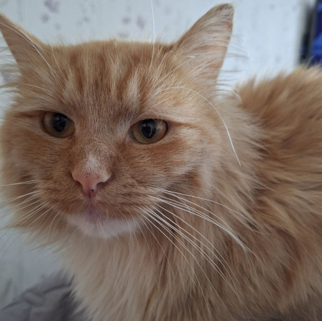 Рыжему котику очень нужен дом! В дар!, Рыжий, Котельники, Кот в добрые руки