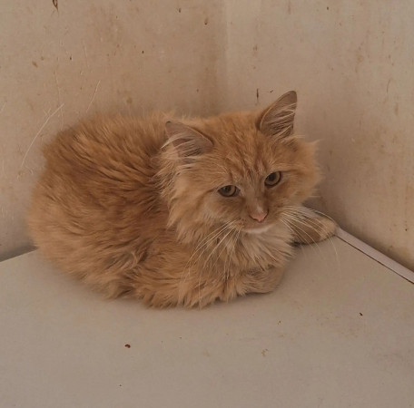 Рыжему котику очень нужен дом! В дар!, Рыжий, Котельники, Кот в добрые руки
