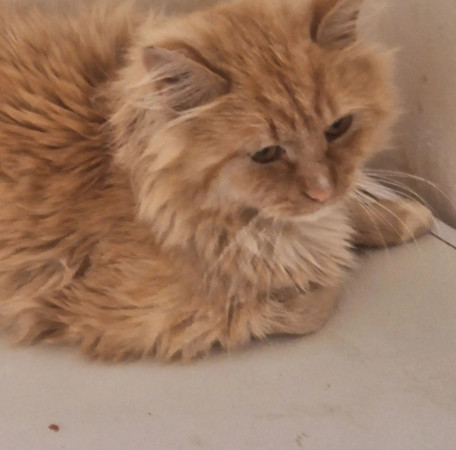 Рыжему котику очень нужен дом! В дар!, Рыжий, Котельники, Кот в добрые руки