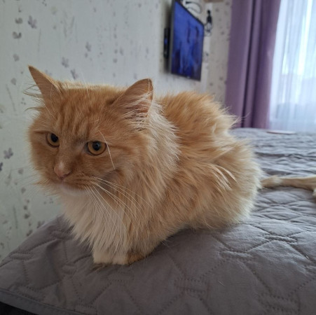 Рыжему котику очень нужен дом! В дар!, Рыжий, Котельники, Кот в добрые руки