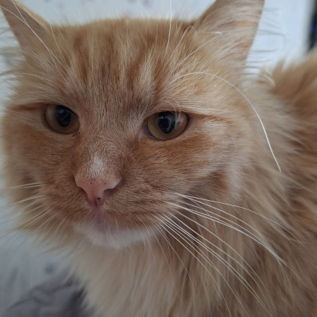 Рыжему котику очень нужен дом! В дар!, Рыжий, Котельники, Кот в добрые руки