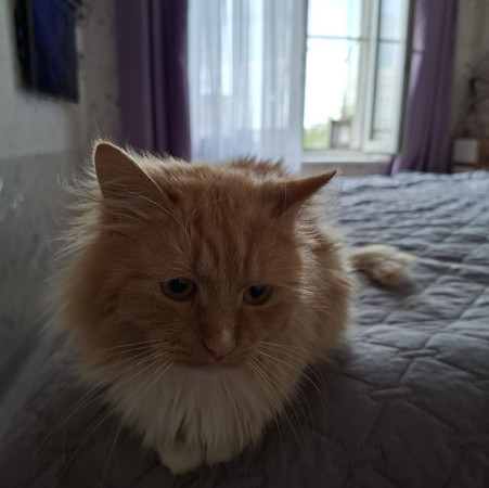 Рыжему котику очень нужен дом! В дар!, Рыжий, Котельники, Кот в добрые руки
