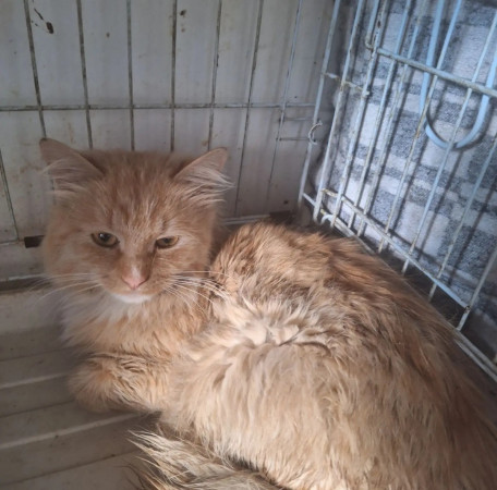 Рыжему котику очень нужен дом! В дар!, Рыжий, Котельники, Кот в добрые руки