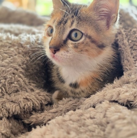 Котёнок Грибок (девочка) В дар! В хорошие руки!, котенок 3 месяца