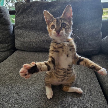 Котёнок Грибок (девочка) В дар! В хорошие руки!, котенок 3 месяца