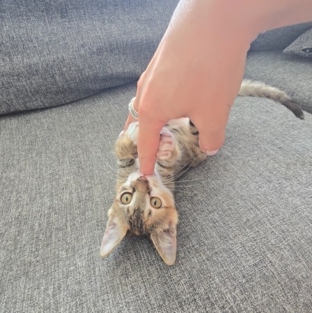 Котёнок Грибок (девочка) В дар! В хорошие руки!, котенок 3 месяца