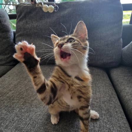Котёнок Грибок (девочка) В дар! В хорошие руки!, котенок 3 месяца