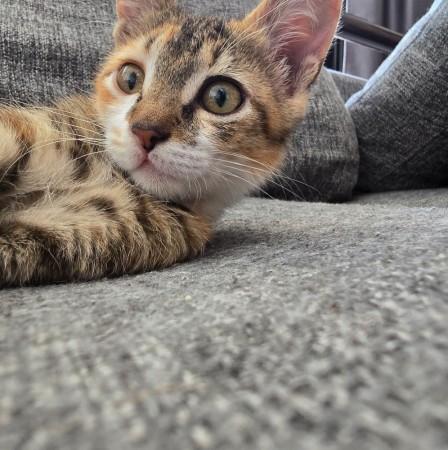 Котёнок Грибок (девочка) В дар! В хорошие руки!, котенок 3 месяца