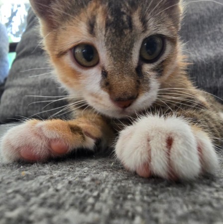 Котёнок Грибок (девочка) В дар! В хорошие руки!, котенок 3 месяца