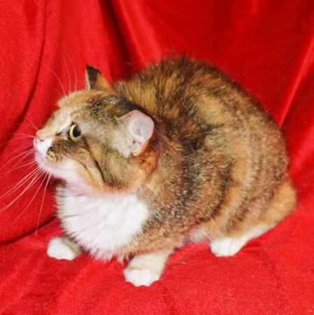 Скромная чудесная кошечка Маша из МурМяу в дар! , Трёхцветный, Котельники, Кошка в хорошие руки