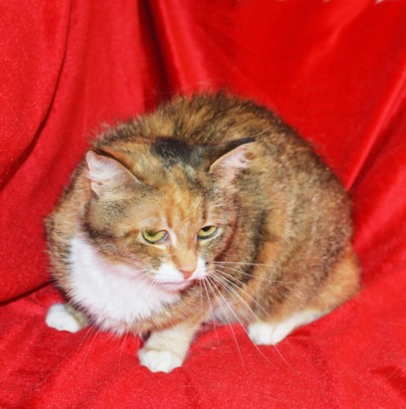 Скромная чудесная кошечка Маша из МурМяу в дар! , Трёхцветный, Котельники, Кошка в хорошие руки