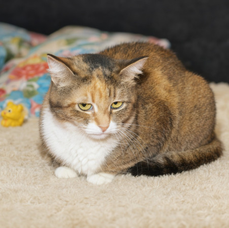 Скромная чудесная кошечка Маша из МурМяу в дар! , Трёхцветный, Котельники, Кошка в хорошие руки