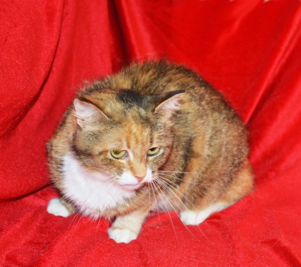 Скромная чудесная кошечка Маша из МурМяу в дар! , Трёхцветный, Котельники, Кошка в хорошие руки