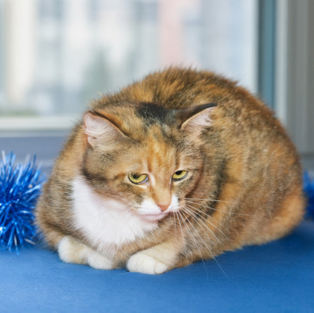 Скромная чудесная кошечка Маша из МурМяу в дар! , Трёхцветный, Котельники, Кошка в хорошие руки