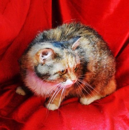 Скромная чудесная кошечка Маша из МурМяу в дар! , Трёхцветный, Котельники, Кошка в хорошие руки