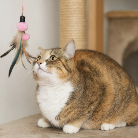 Скромная чудесная кошечка Маша из МурМяу в дар! , Трёхцветный, Котельники, Кошка в хорошие руки
