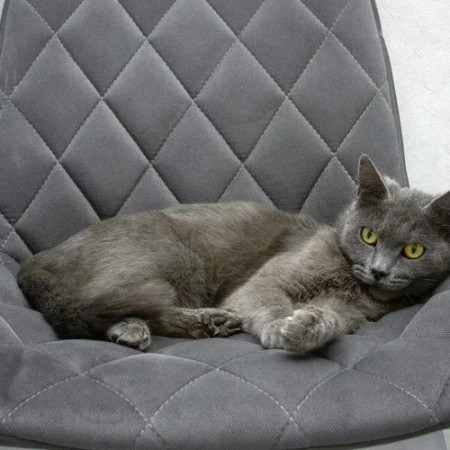 Малышка Ляля в дар. В хорошие руки!, Голубой, Котельники, Кошка в хорошие руки