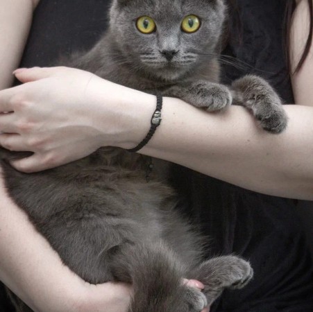 Малышка Ляля в дар. В хорошие руки!, Голубой, Котельники, Кошка в хорошие руки