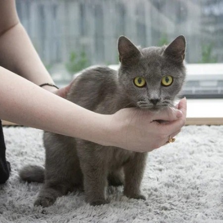 Малышка Ляля в дар. В хорошие руки!, Голубой, Котельники, Кошка в хорошие руки