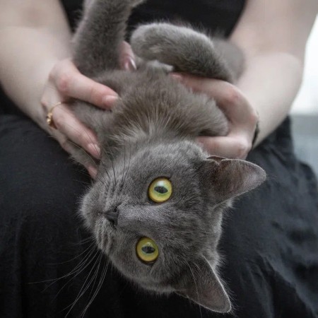 Малышка Ляля в дар. В хорошие руки!, Голубой, Котельники, Кошка в хорошие руки